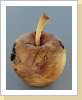 Apfelbaumwurzel